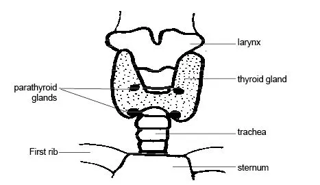 Iodine in the Age of Sea Salt and Processed Food: The Thyroid Deficiency No One Is Talking About